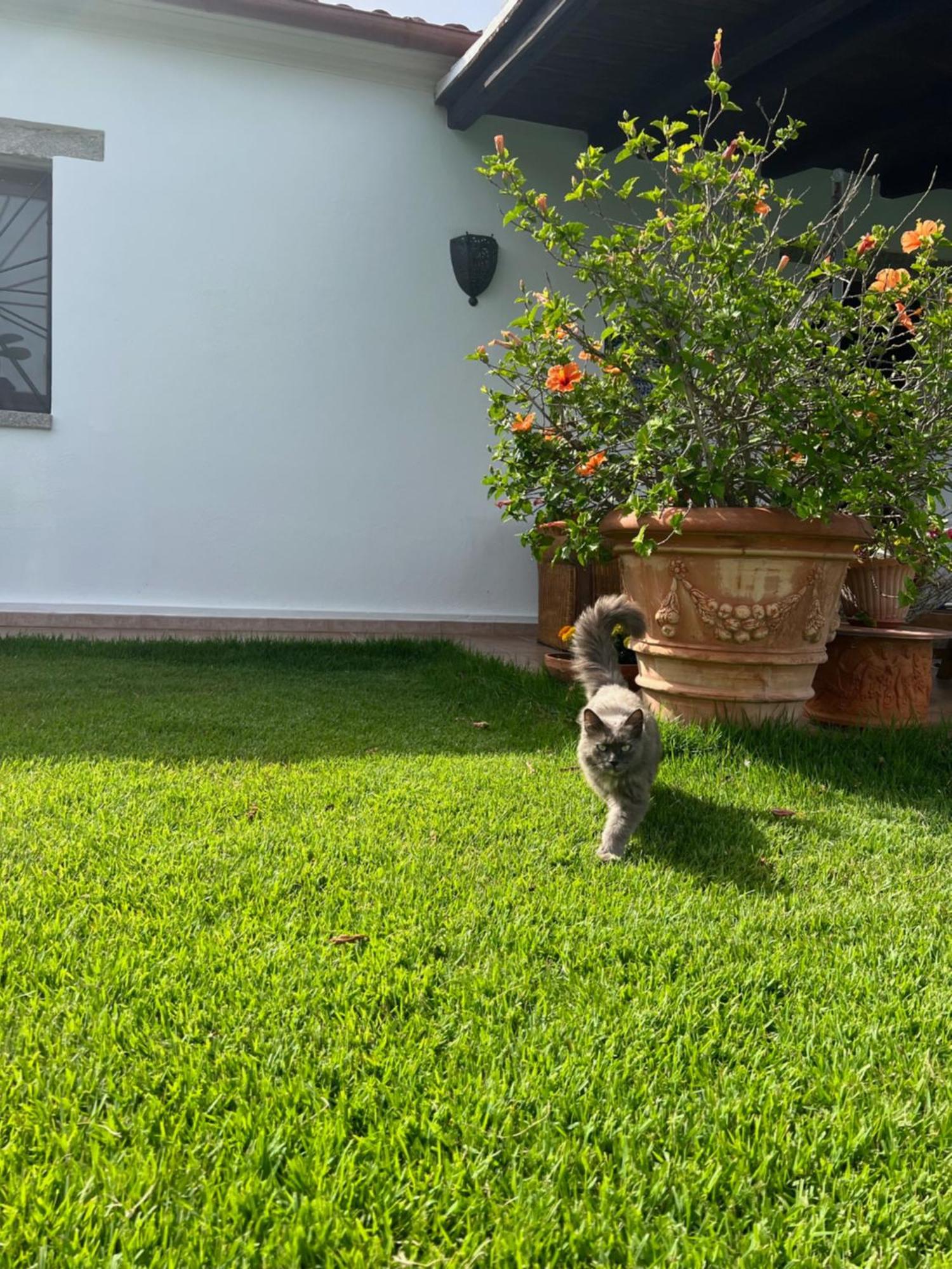 Villa Peditoltu Olbia Buitenkant foto